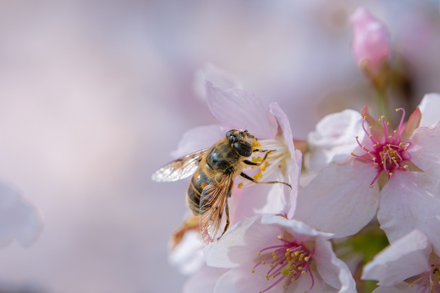 Ng&agrave;y mai người Việt đ&oacute;n Xu&acirc;n ph&acirc;n: Năm 2101 mới c&oacute; Xu&acirc;n ph&acirc;n ng&agrave;y 21.3, c&oacute; đ&uacute;ng? - Ảnh 2.