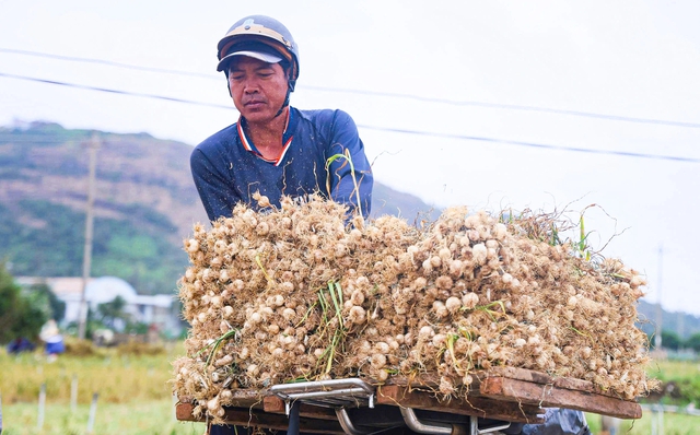 Được m&ugrave;a tỏi L&yacute; Sơn - Quảng Ng&atilde;i nhưng n&ocirc;ng d&acirc;n 'thua gi&aacute;'- Ảnh 2.