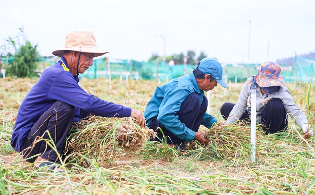 Được m&ugrave;a tỏi L&yacute; Sơn - Quảng Ng&atilde;i nhưng n&ocirc;ng d&acirc;n 'thua gi&aacute;'- Ảnh 1.