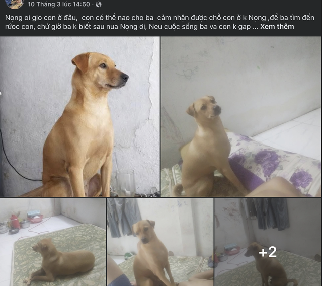 Cảm động h&agrave;nh tr&igrave;nh t&igrave;m ch&oacute; cưng t&ecirc;n Nọng: D&acirc;n mạng theo d&otilde;i hơn 1 th&aacute;ng - Ảnh 2.