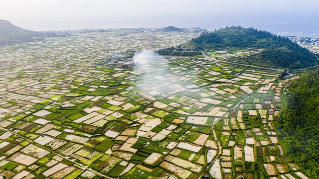 Được m&ugrave;a tỏi L&yacute; Sơn - Quảng Ng&atilde;i nhưng n&ocirc;ng d&acirc;n 'thua gi&aacute;'- Ảnh 5.