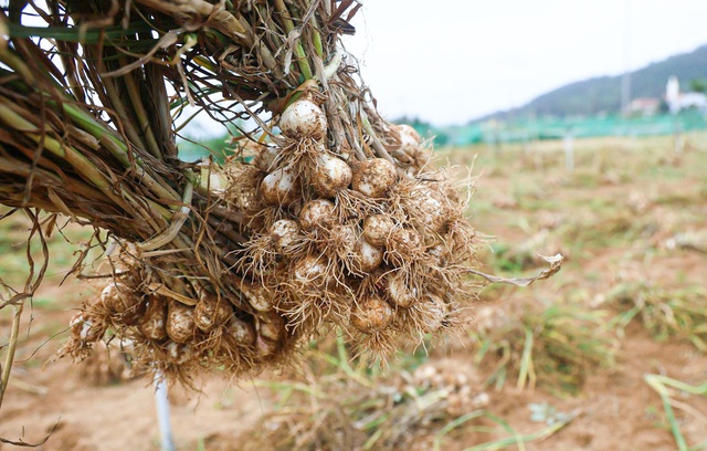 Được m&ugrave;a tỏi L&yacute; Sơn - Quảng Ng&atilde;i nhưng n&ocirc;ng d&acirc;n 'thua gi&aacute;'- Ảnh 3.