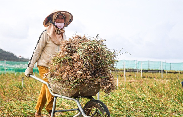 Được m&ugrave;a tỏi L&yacute; Sơn - Quảng Ng&atilde;i nhưng n&ocirc;ng d&acirc;n 'thua gi&aacute;'- Ảnh 4.