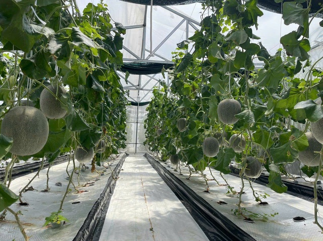 Kỹ sư x&acirc;y dựng l&agrave;m nghiệp c&ocirc;ng nghệ cao với m&ocirc; h&igrave;nh trồng dưa lưới   - Ảnh 1.