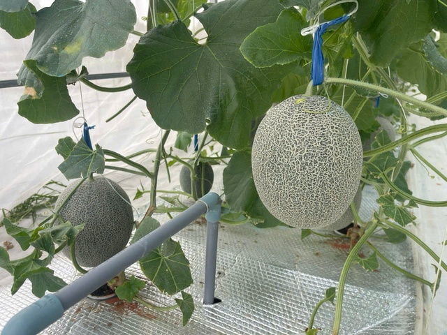 Kỹ sư x&acirc;y dựng l&agrave;m nghiệp c&ocirc;ng nghệ cao với m&ocirc; h&igrave;nh trồng dưa lưới   - Ảnh 2.