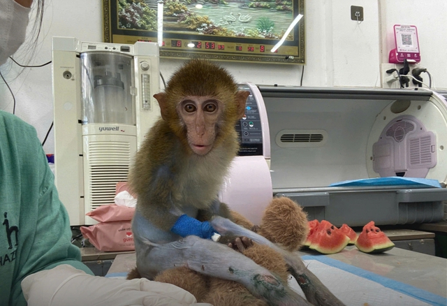 Khỉ bị cắt đu&ocirc;i v&agrave; những hệ lụy đau l&ograve;ng từ việc nu&ocirc;i nhốt động vật hoang d&atilde; - Ảnh 4.