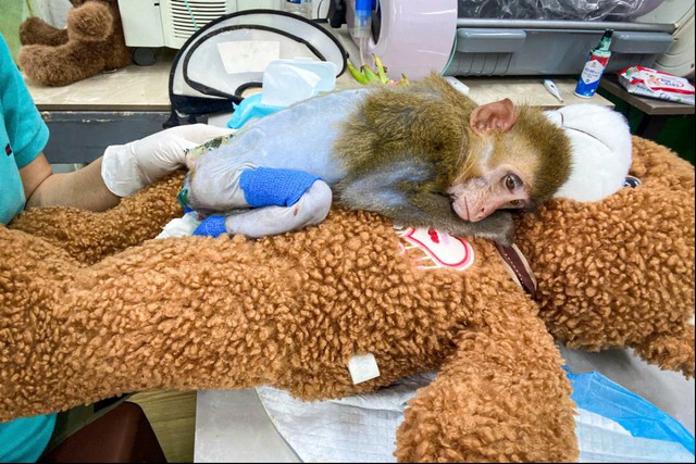 Khỉ bị cắt đu&ocirc;i v&agrave; những hệ lụy đau l&ograve;ng từ việc nu&ocirc;i nhốt động vật hoang d&atilde; - Ảnh 1.