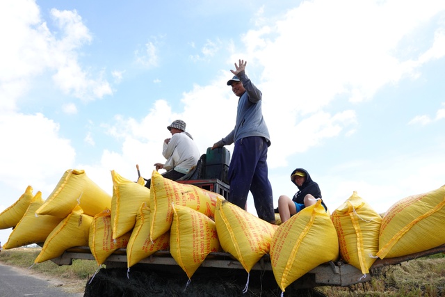 T&iacute;n hiệu t&iacute;ch cực cho xuất khẩu gạo Việt Nam - Ảnh 1.