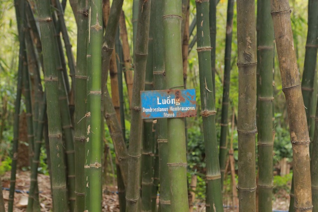 Ph&uacute; An - 'ng&acirc;n h&agrave;ng tre' lớn nhất Việt Nam, xanh m&aacute;t giữa v&ugrave;ng c&ocirc;ng nghiệp - Ảnh 2.