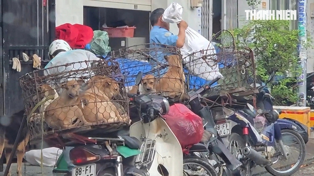 R&ugrave;ng m&igrave;nh l&ograve; giết mổ lậu ch&oacute;, m&egrave;o - Ảnh 5.