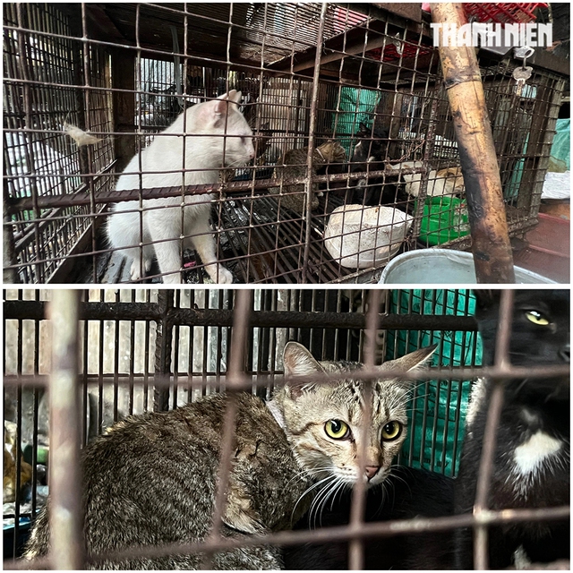 R&ugrave;ng m&igrave;nh l&ograve; giết mổ lậu ch&oacute;, m&egrave;o - Ảnh 6.