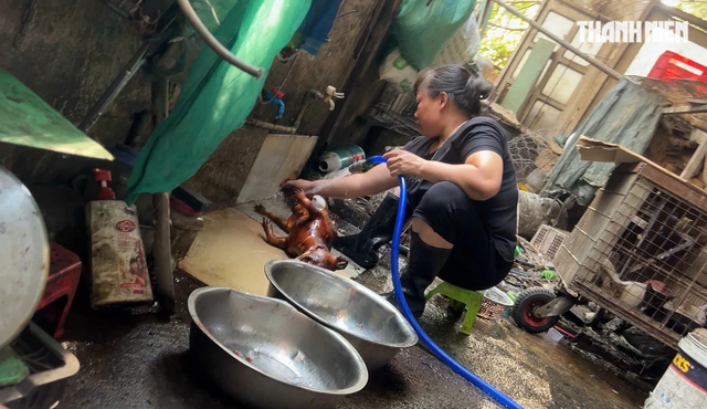 R&ugrave;ng m&igrave;nh l&ograve; giết mổ lậu ch&oacute;, m&egrave;o - Ảnh 9.