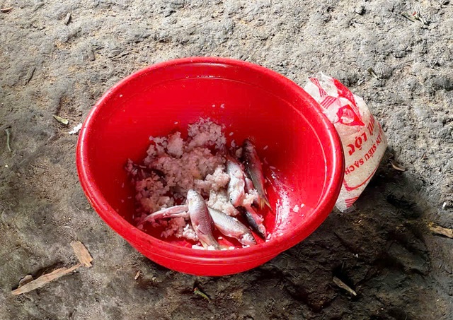 B&aacute;o động độc tố Botulinum ở Đ&agrave; Nẵng từ c&aacute; ủ chua, khẩn cấp siết kiểm so&aacute;t- Ảnh 1.