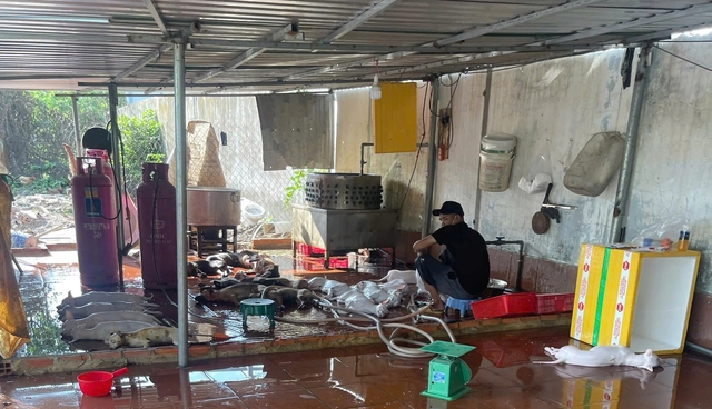 B&iacute; ẩn giết mổ ch&oacute; m&egrave;o tr&aacute;i ph&eacute;p tại TP . HCM năm 2026 - Ảnh 1.