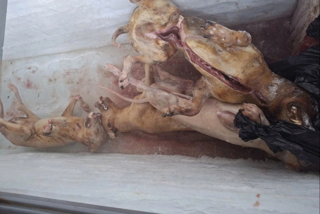 B&iacute; ẩn giết mổ ch&oacute; m&egrave;o tr&aacute;i ph&eacute;p tại TP . HCM năm 2026 - Ảnh 5.