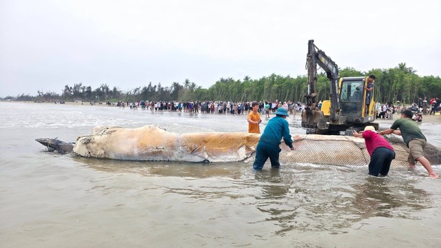 X&aacute;c c&aacute; voi nặng gần 5 tấn tr&ocirc;i dạt v&agrave;o b&atilde;i biển Nghệ An- Ảnh 1.