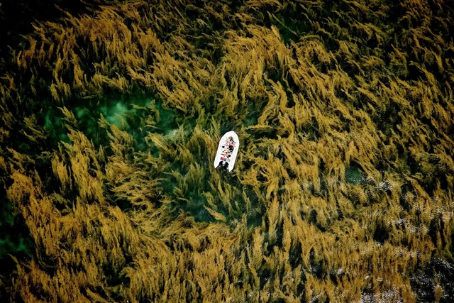 Bức ảnh b&atilde;i rong ở C&ocirc;n Đảo gi&uacute;p nhiếp ảnh gia Việt thắng giải quốc tế- Ảnh 1.