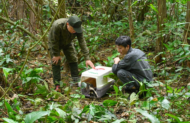 Động vật hoang dã ' trở về nhà ' tại rừng Cúc Phương trong chiến lược tái hoang dã 2026 - Ảnh 2. Động vật hoang dã ' trở về nhà ' tại rừng Cúc Phương trong chiến lược tái hoang dã 2026 - Ảnh 2.