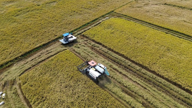 Gi&aacute; l&uacute;a ở Đồng Th&aacute;p giảm mạnh - Ảnh 1.