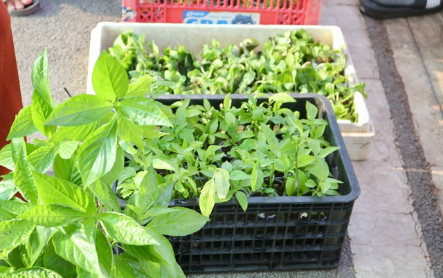 Tại nơi n&agrave;y c&oacute; tặng c&acirc;y giống miễn ph&iacute;, ai cần cứ đến lấy - Ảnh 5.