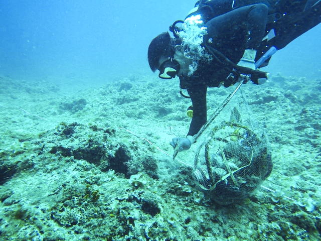 Từ lớp học đến đại dương: Giáo viên Lý Sơn học cách bảo tồn biển- Ảnh 3. Từ lớp học đến đại dương: Giáo viên Lý Sơn học cách bảo tồn biển- Ảnh 3.