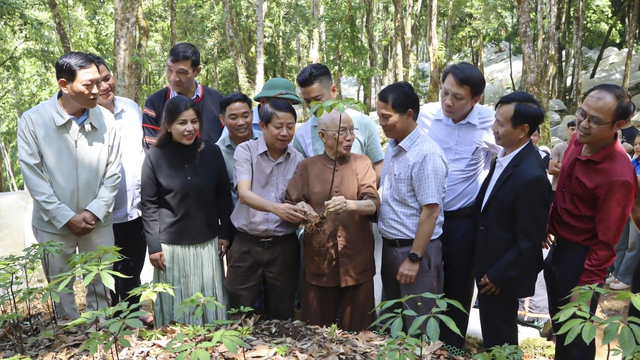 'Gieo hạt giống tương lai' từ 3.000 cây sâm Ngọc Linh cho thanh niên miền núi- Ảnh 2. 'Gieo hạt giống tương lai' từ 3.000 cây sâm Ngọc Linh cho thanh niên miền núi- Ảnh 2.