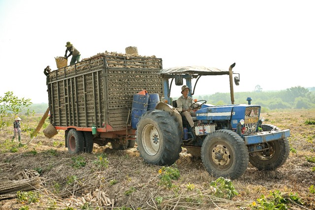 Nhật Bản hỗ trợ mô hình trồng khoai mì xanh tại Việt Nam do Ajinomoto dẫn dắt- Ảnh 2. Nhật Bản hỗ trợ mô hình trồng khoai mì xanh tại Việt Nam do Ajinomoto dẫn dắt- Ảnh 2.