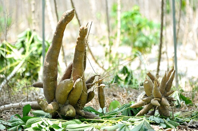 Nhật Bản hỗ trợ mô hình trồng khoai mì xanh tại Việt Nam do Ajinomoto dẫn dắt- Ảnh 5. Nhật Bản hỗ trợ mô hình trồng khoai mì xanh tại Việt Nam do Ajinomoto dẫn dắt- Ảnh 5.