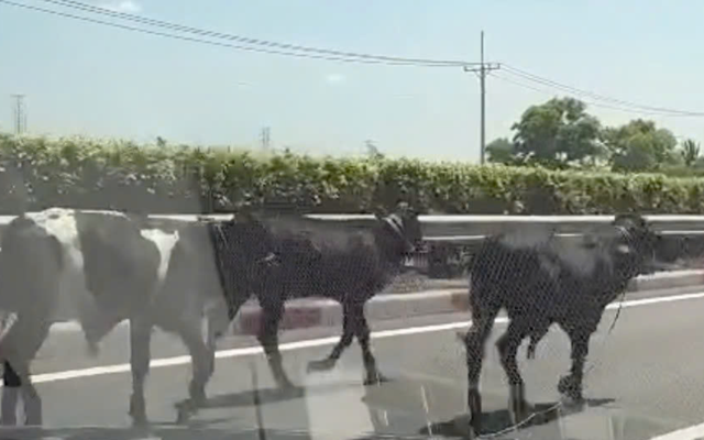 - Ảnh 1. - Ảnh 1.