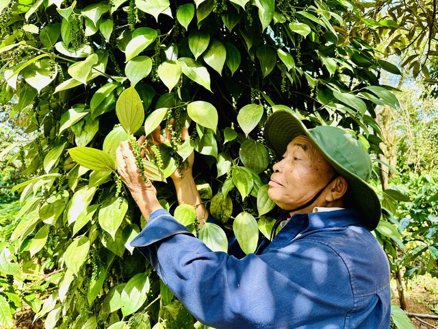 Giá tiêu giảm sâu, có kéo dài? - Ảnh 1.