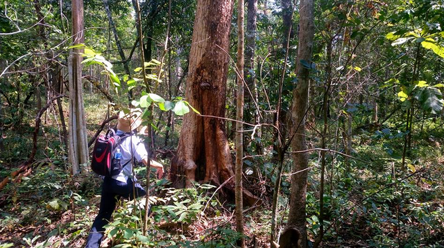 L&acirc;m Đồng: 'Lỗ hổng' n&agrave;o dẫn đến diện t&iacute;ch rừng tự nhi&ecirc;n giảm tr&ecirc;n 17.715 ha?- Ảnh 1.