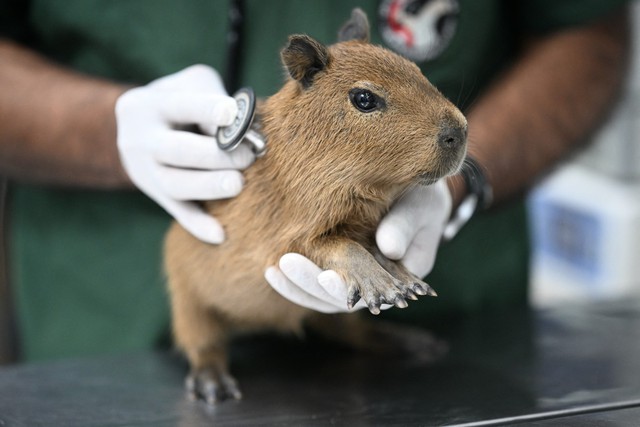 Brazil bắt 8 người đ&aacute;nh đập t&agrave;n nhẫn một con chuột lang nước - Ảnh 1.