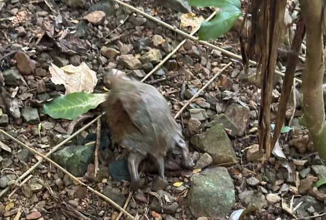 Trăn đất, r&ugrave;a sa nh&acirc;n... c&ugrave;ng loạt động vật hoang d&atilde; được t&aacute;i thả về rừng - Ảnh 2.
