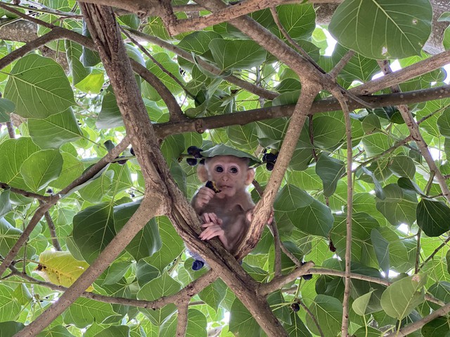 Ch&uacute; khỉ bị vứt trong th&ugrave;ng r&aacute;c Bin mất t&iacute;ch , cộng đồng lo lắng chờ tin tức - Ảnh 4.