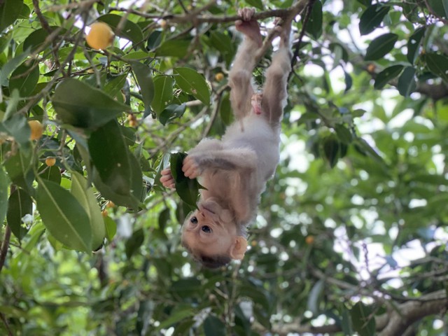 Ch&uacute; khỉ bị vứt trong th&ugrave;ng r&aacute;c Bin mất t&iacute;ch , cộng đồng lo lắng chờ tin tức - Ảnh 5.