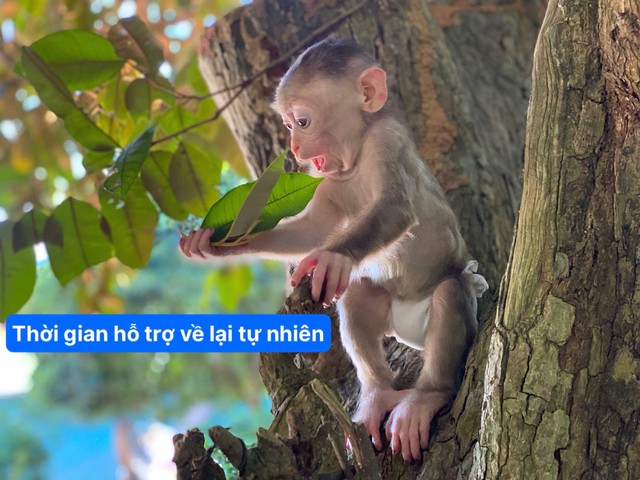 Ch&uacute; khỉ bị vứt trong th&ugrave;ng r&aacute;c Bin mất t&iacute;ch , cộng đồng lo lắng chờ tin tức - Ảnh 3.