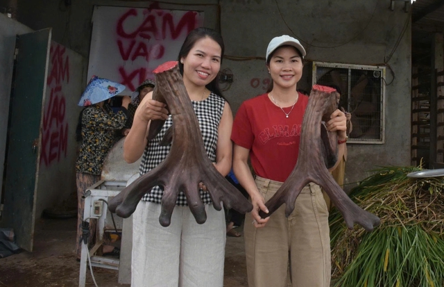 Một n&ocirc;ng d&acirc;n b&aacute;n cặp nhung nai 'khủng' với gi&aacute; 107 triệu đồng- Ảnh 3.