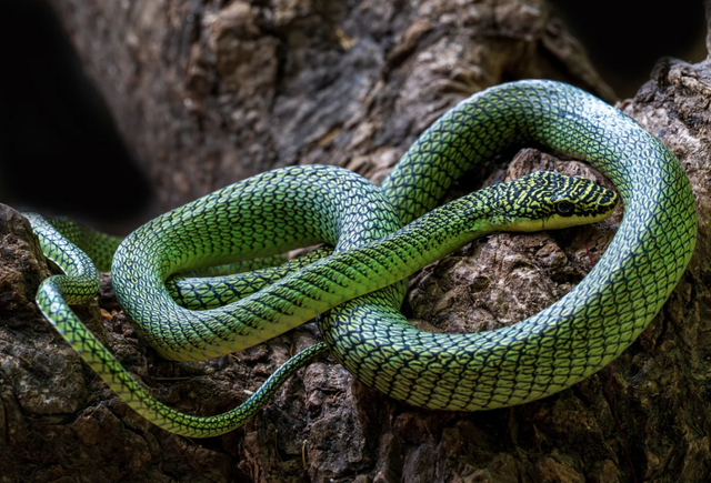 Ph&aacute;t hiện rắn lục tuyệt đẹp v&agrave; c&aacute;c lo&agrave;i mới trong hang động Campuchia - Ảnh 2.