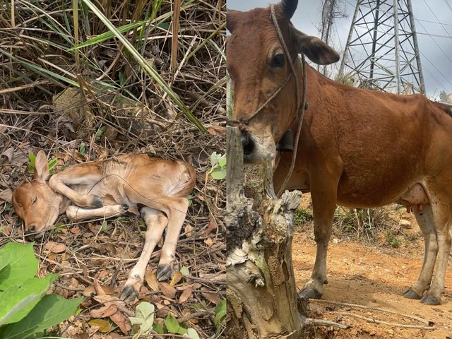 Bò mẹ cầu cứu khi bê con 2 ngày tuổi ngã xuống vực gây xúc động cộng đồng - Ảnh 1. Bò mẹ cầu cứu khi bê con 2 ngày tuổi ngã xuống vực gây xúc động cộng đồng - Ảnh 1.