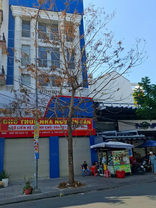 Những c&acirc;y xanh chết kh&ocirc; tr&ecirc;n phố- Ảnh 2.