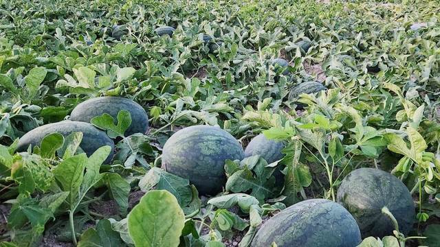 Giải cứu dưa hấu Gia Lai: H&agrave;ng ng&agrave;n ha chờ đầu ra - Ảnh 1.