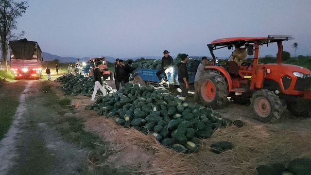 Giải cứu dưa hấu Gia Lai: H&agrave;ng ng&agrave;n ha chờ đầu ra - Ảnh 2.
