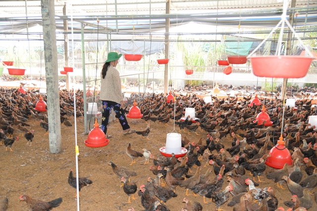 Giá gà thịt lao dốc, người chăn nuôi tại Đồng Tháp 'gồng lỗ'- Ảnh 1. Giá gà thịt lao dốc, người chăn nuôi tại Đồng Tháp 'gồng lỗ'- Ảnh 1.