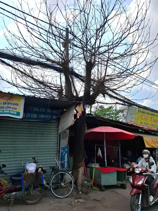 Những c&acirc;y xanh chết kh&ocirc; tr&ecirc;n phố- Ảnh 1.