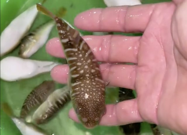 3 người ngộ độc nhập viện sau khi cùng ăn cá nóc nấu canh chua - Ảnh 2.