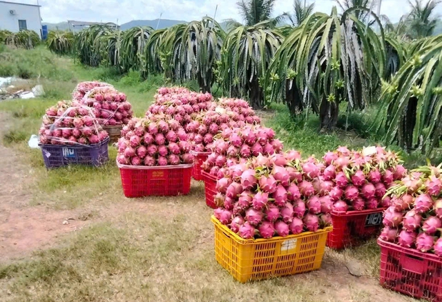 Chấn chỉnh mặt h&agrave;ng rau quả, gia vị xuất khẩu sang ch&acirc;u &Acirc;u - Ảnh 1.