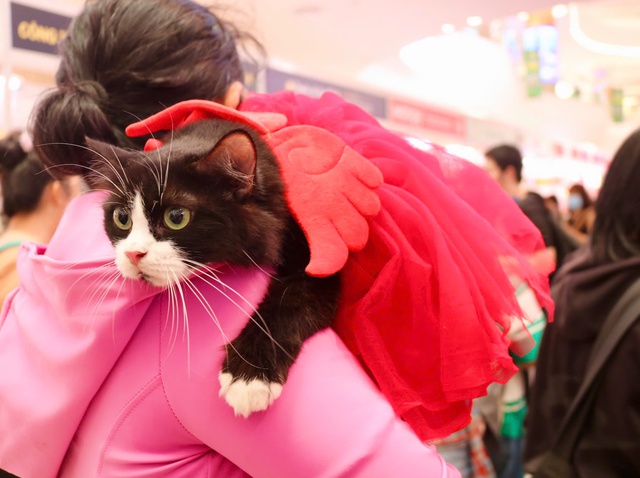 Cuối tuần, th&uacute; cưng được 'l&ecirc;n đồ lộng lẫy' đi &lsquo;trẩy hội&rsquo;- Ảnh 4.