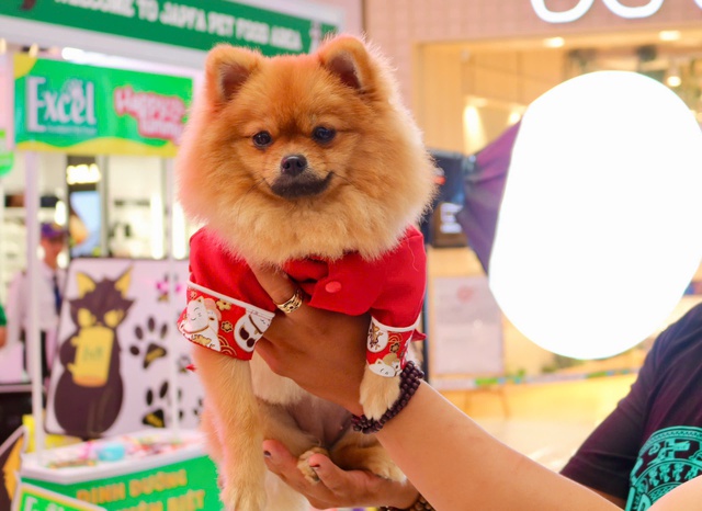 Cuối tuần, th&uacute; cưng được 'l&ecirc;n đồ lộng lẫy' đi &lsquo;trẩy hội&rsquo;- Ảnh 6.