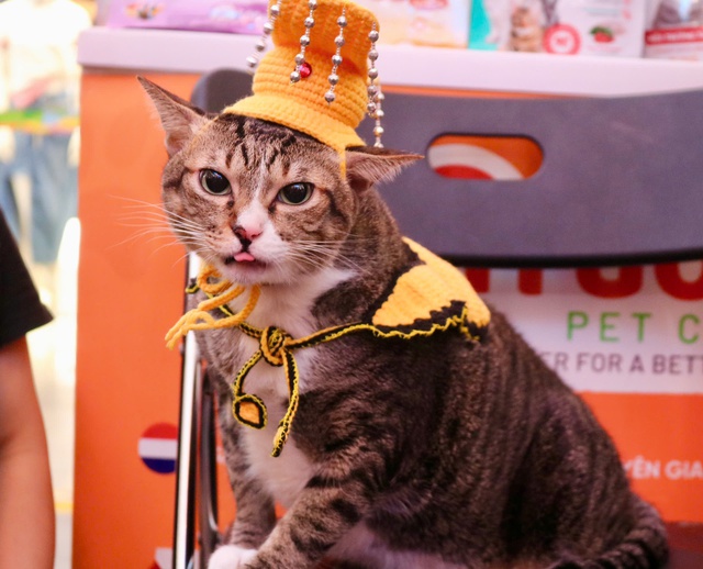 Cuối tuần, th&uacute; cưng được 'l&ecirc;n đồ lộng lẫy' đi &lsquo;trẩy hội&rsquo;- Ảnh 7.