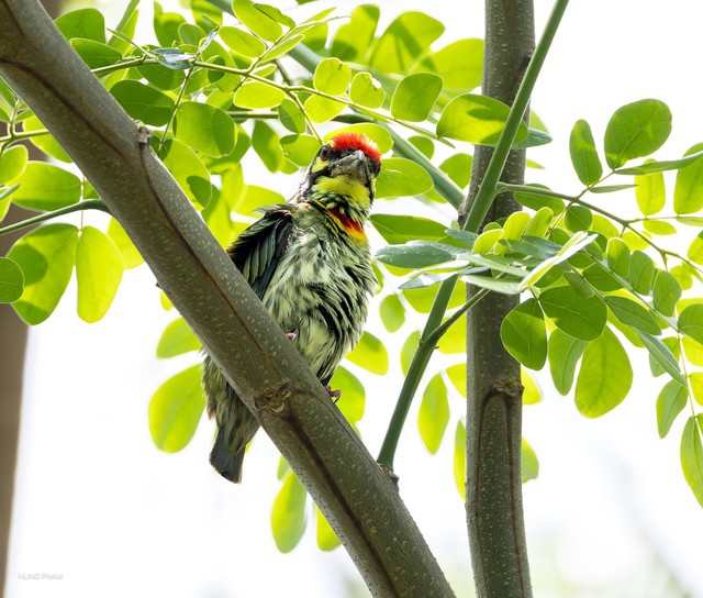 Khoảnh khắc chim cu rốc mớm mồi cho con trong thân cây mục đầy yêu thương - Ảnh 4.